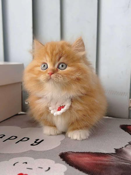 Munchkin Longhair