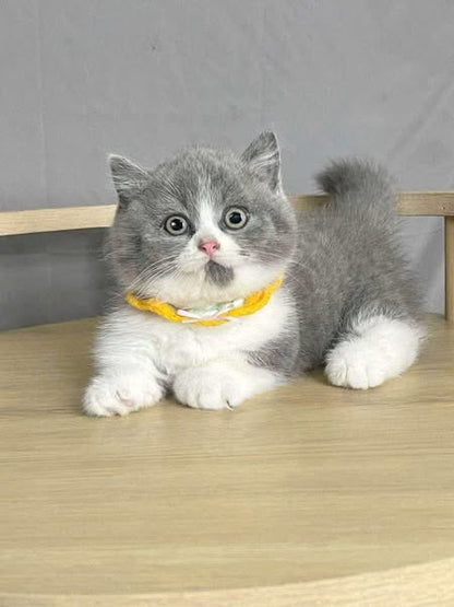 Munchkin