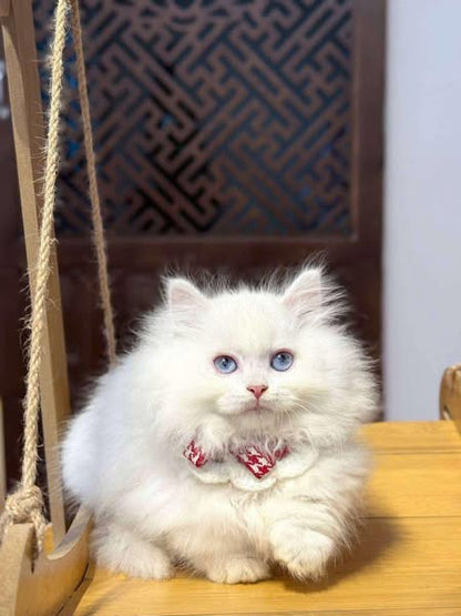 Munchkin Longhair