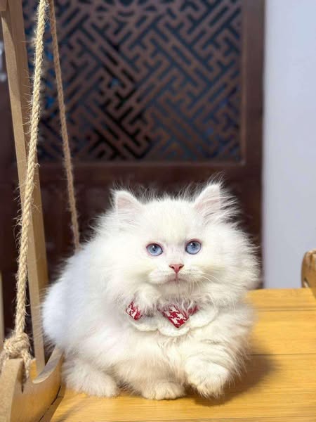 Munchkin Longhair