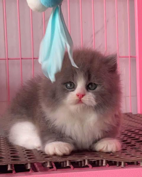 Munchkin Longhair