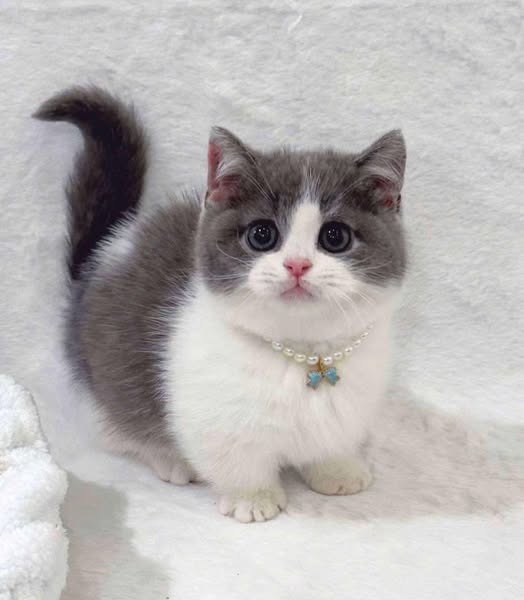 Munchkin