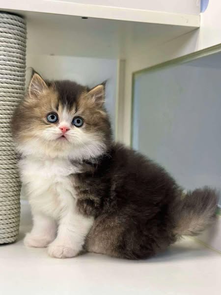 British Longhair