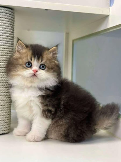 British Longhair