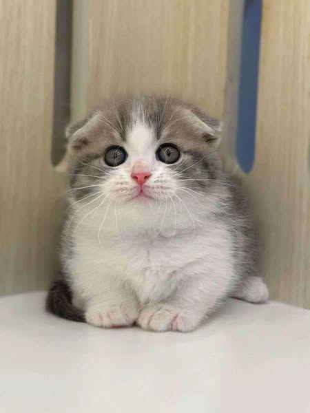 Munchkin Fold