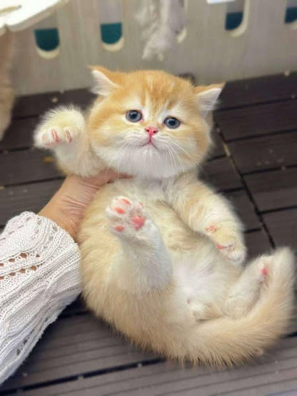 British Shorthair