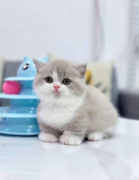 Munchkin