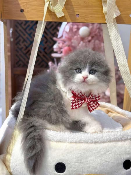 Scottish Fold Longhair