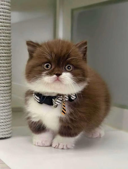 Munchkin