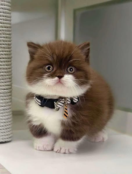 Munchkin
