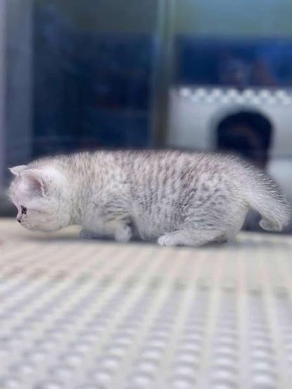 Munchkin