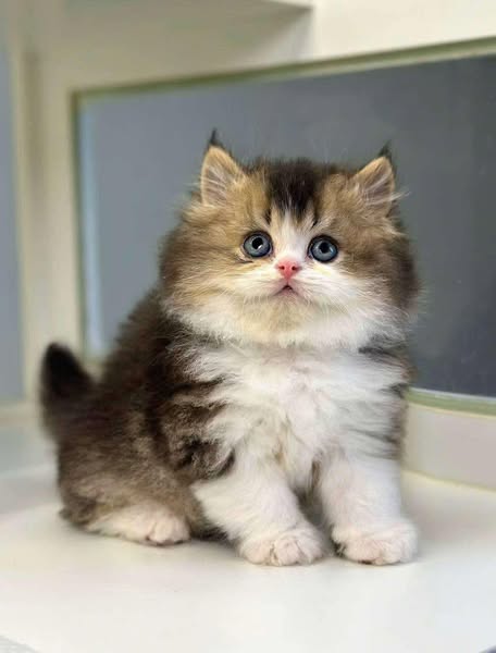 British Longhair
