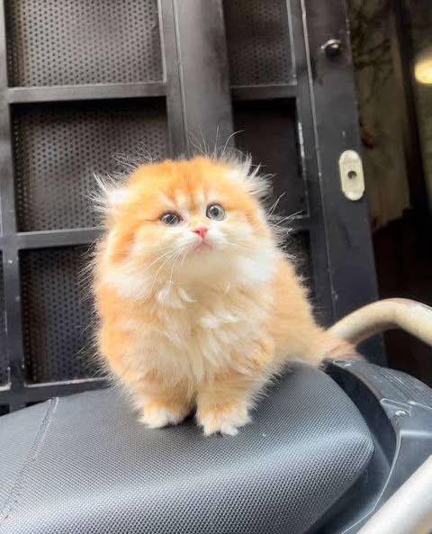 Munchkin Fold Longhair
