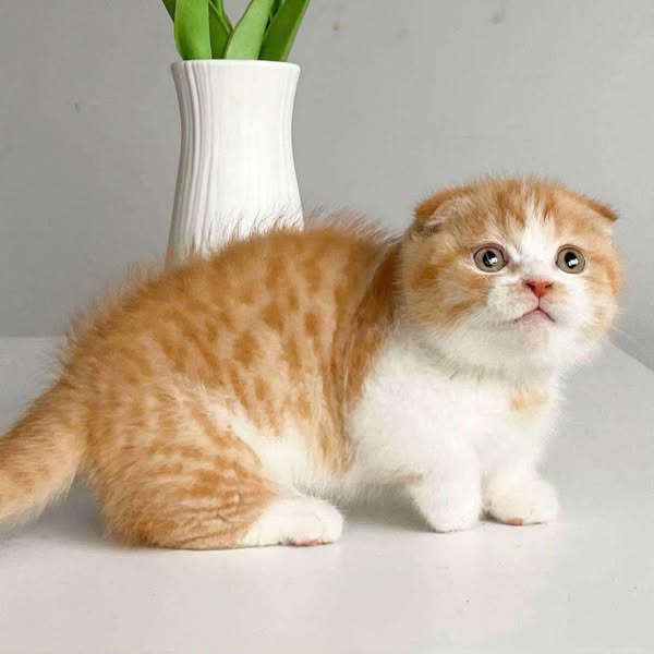 Munchkin Fold