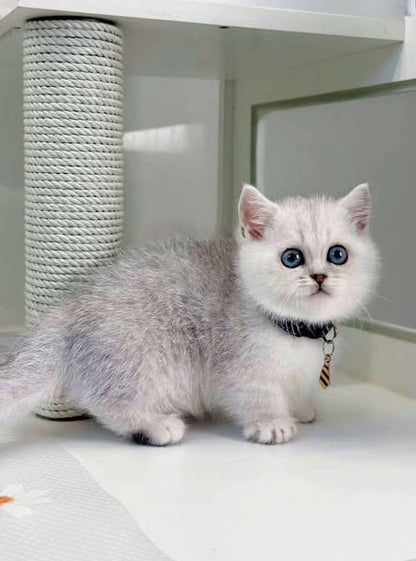 Munchkin