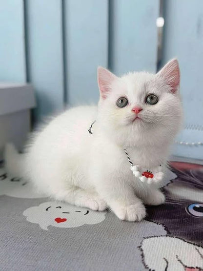 Munchkin
