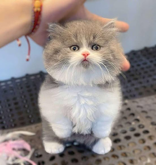 Munchkin Longhair