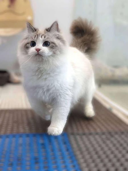 Ragdoll