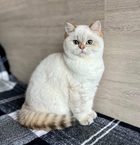British Shorthair