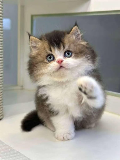 British Longhair