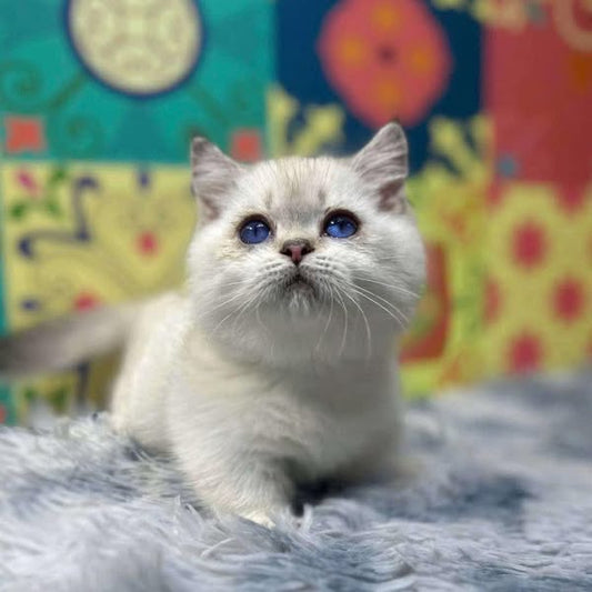 Munchkin