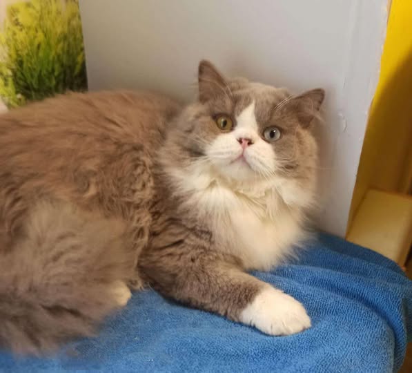 British Longhair