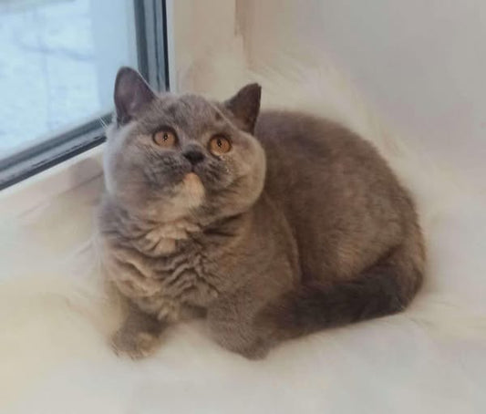 British Shorthair