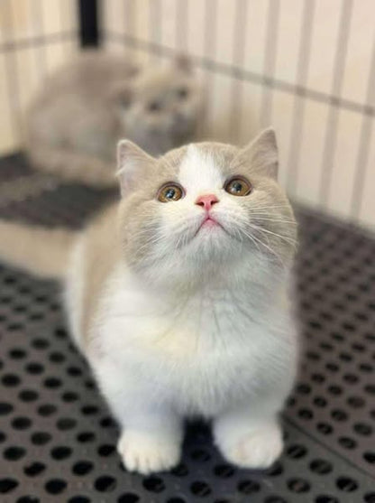 Munchkin