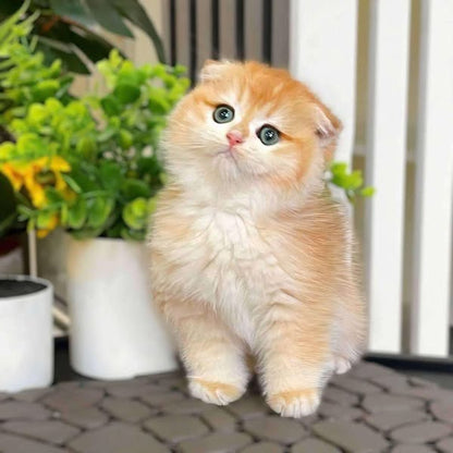 Scottish Fold