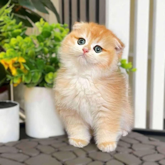 Scottish Fold