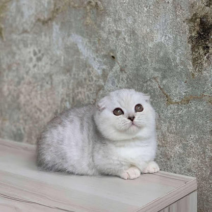 Munchkin Fold