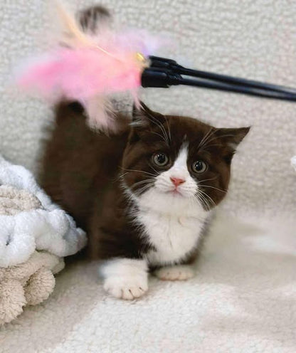 Munchkin