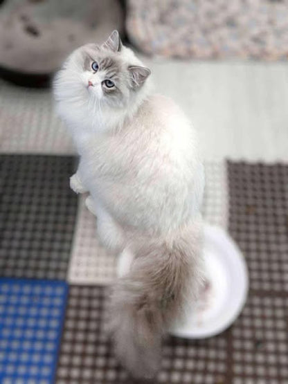 Ragdoll