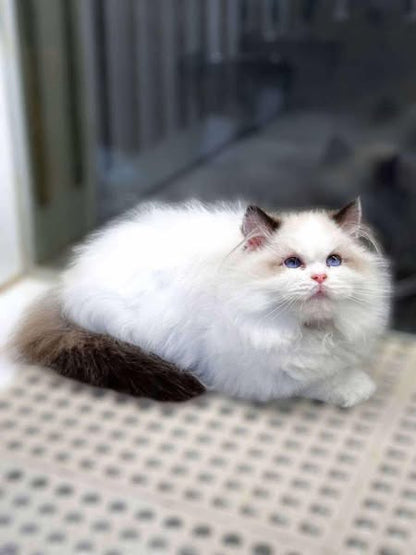 Ragdoll
