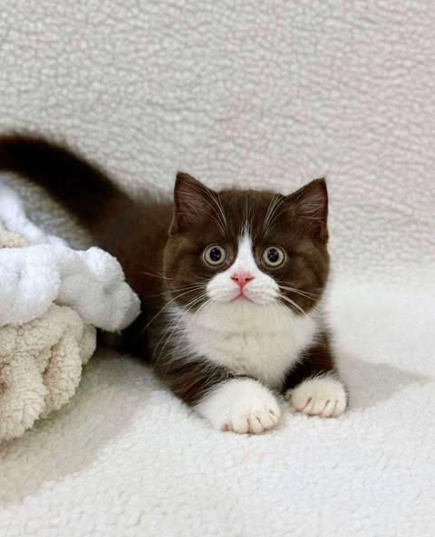 Munchkin