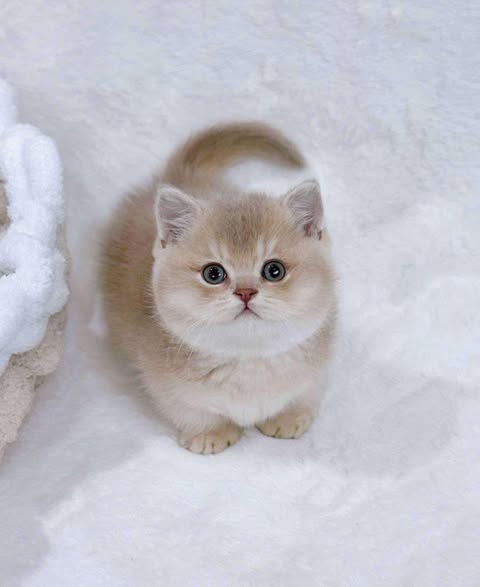 Munchkin