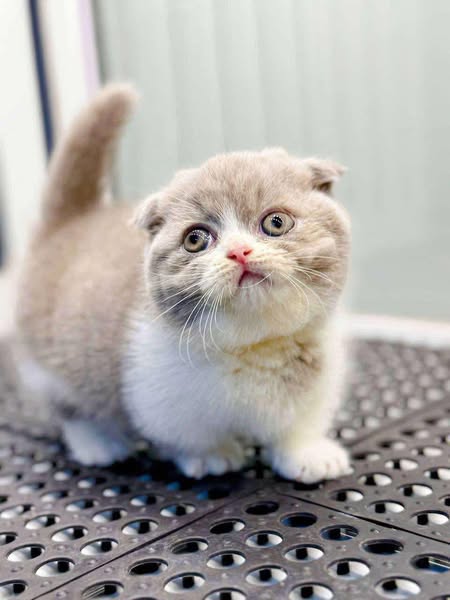 Munchkin Fold