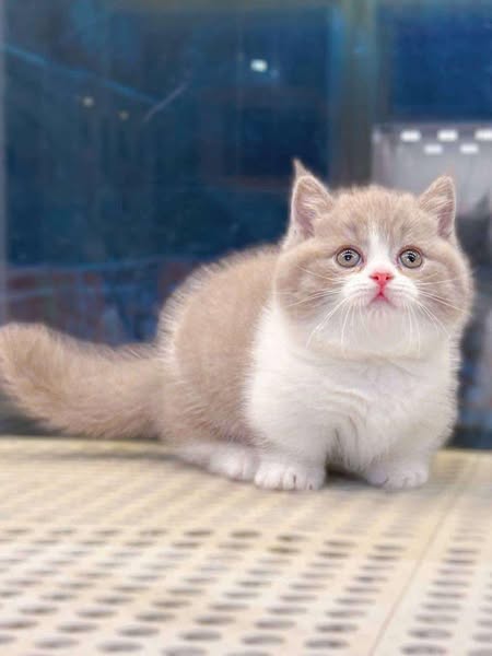 Munchkin