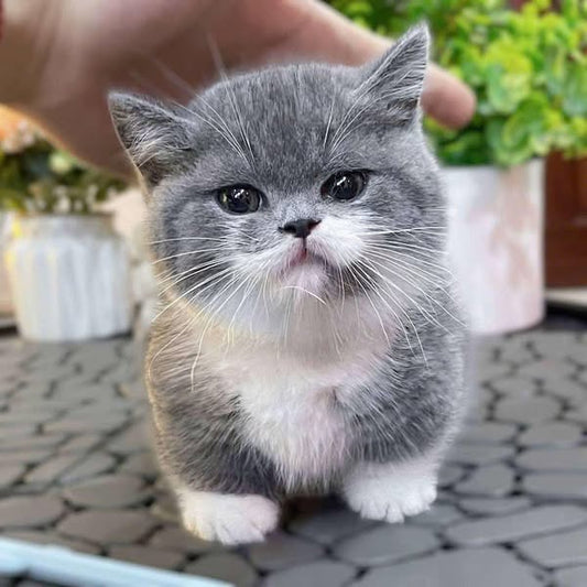 Munchkin