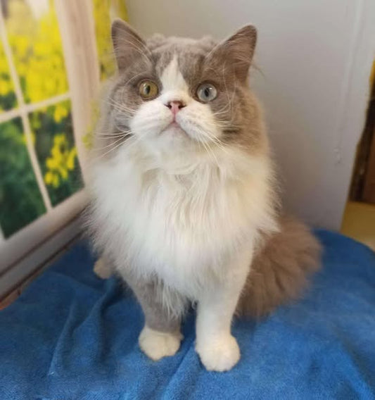 British Longhair