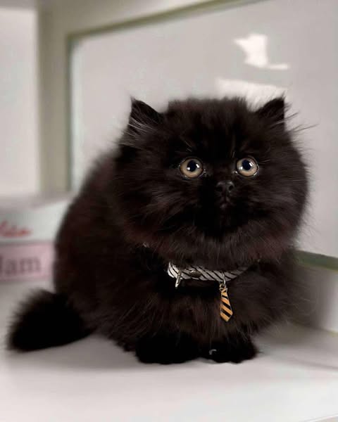 Munchkin Longhair
