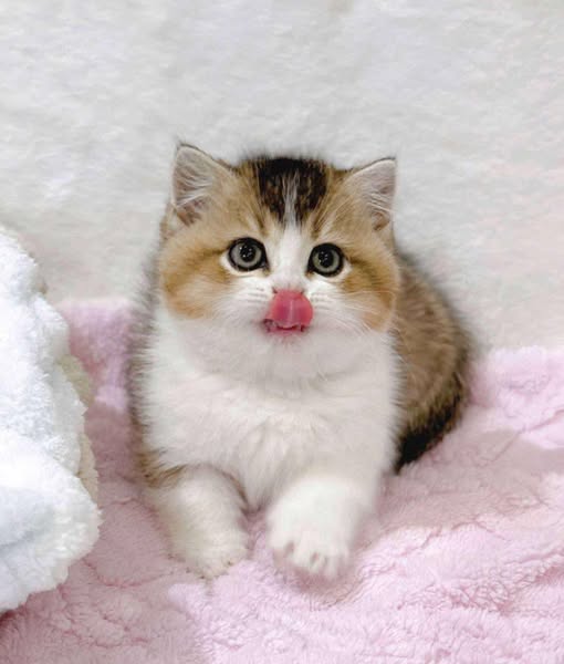 Munchkin
