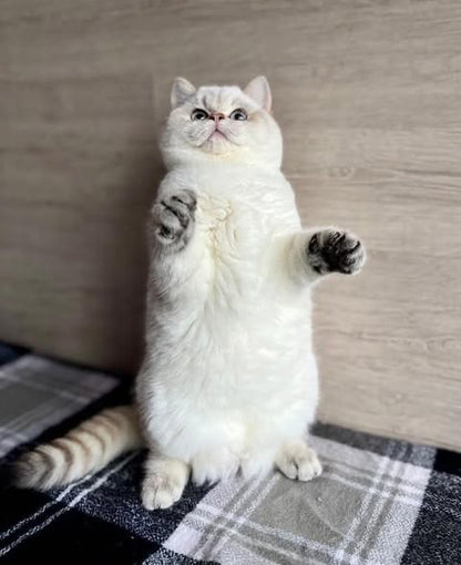 British Shorthair