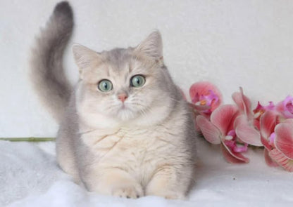 British Shorthair