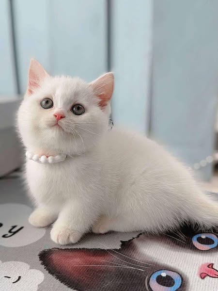 Munchkin
