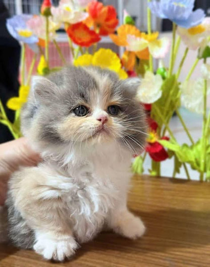 British Longhair