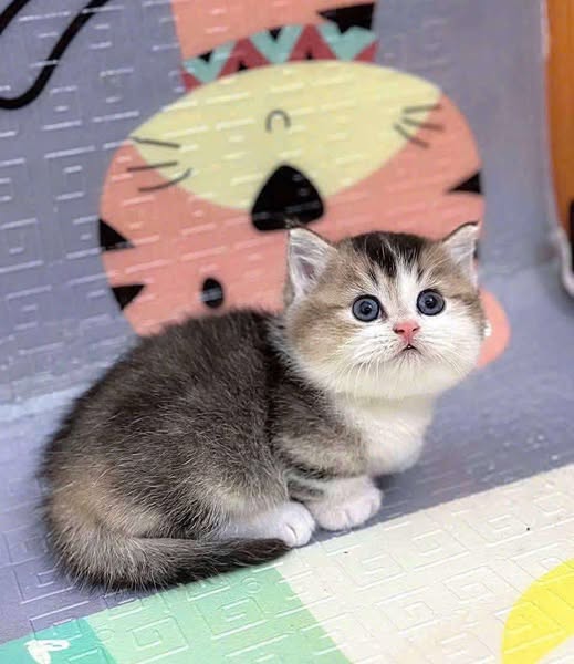 Munchkin