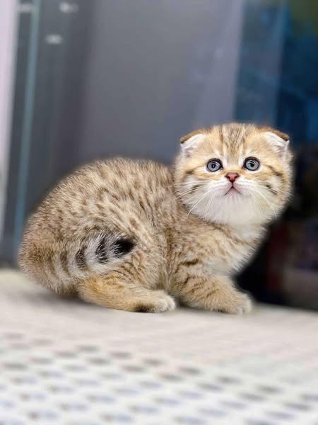 Scottish Fold