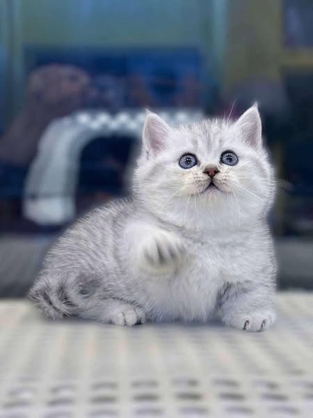 Munchkin
