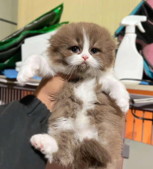 Scottish Fold Longhair